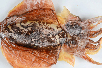 Effect And Function Of Dried Cuttlefish