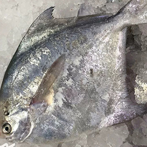 Fresh Pomfret