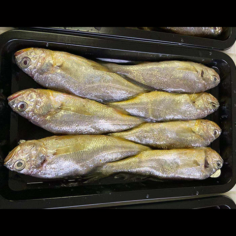 Small Yellow Croaker